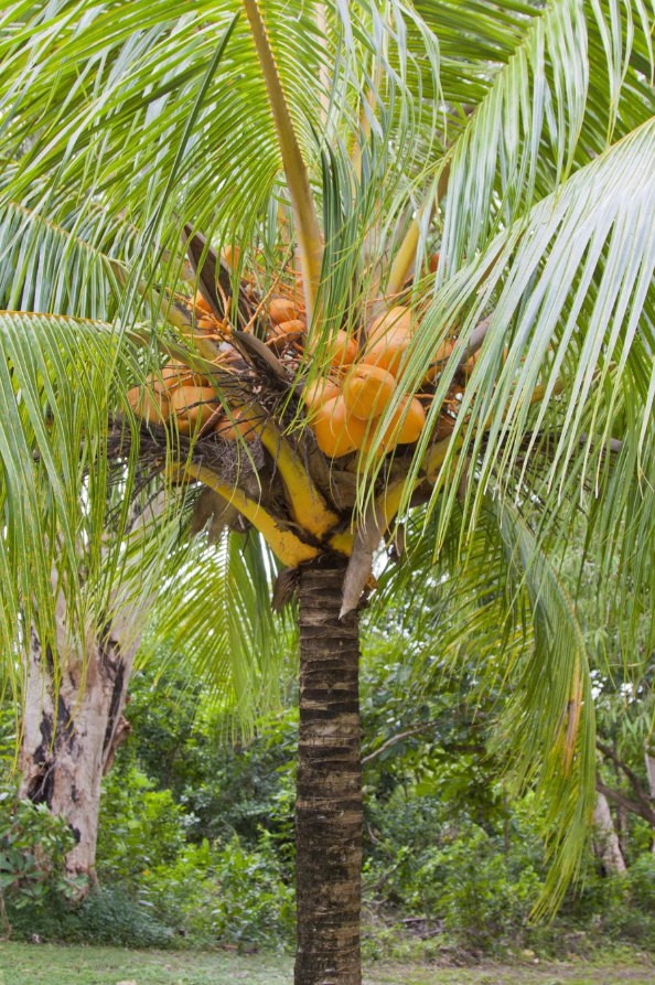 Malay Dwarf Coconut Palm