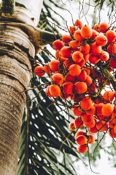 Queensland Black Palm