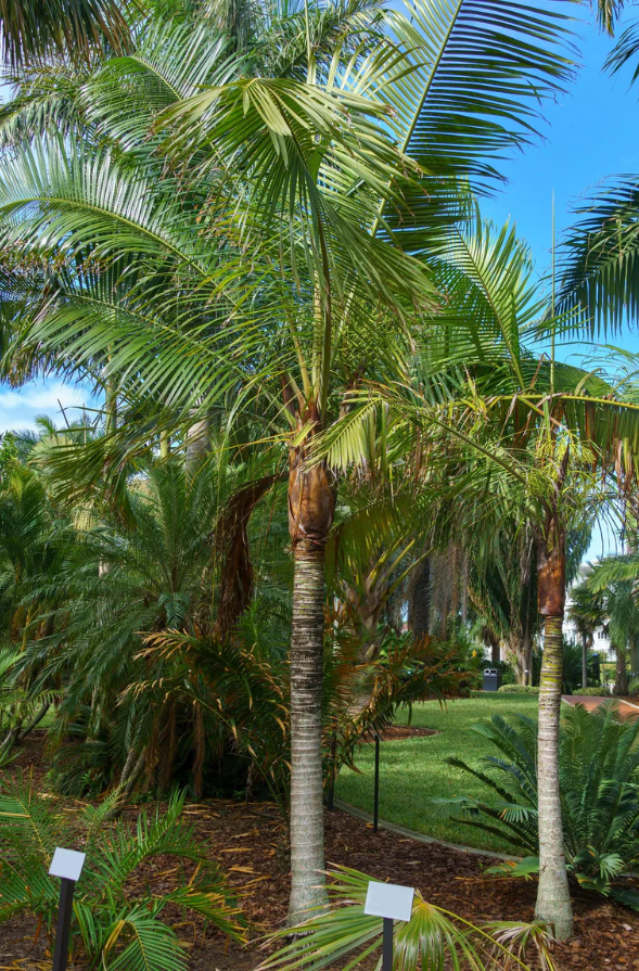 Redneck Palm