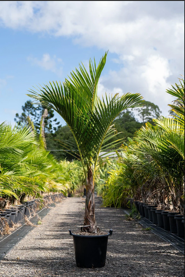 Spindle Palm