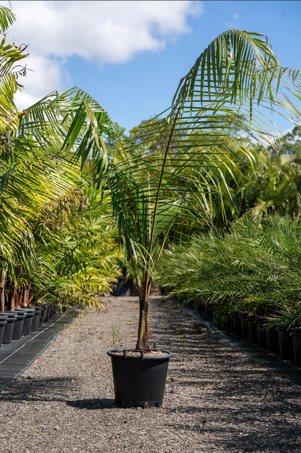 Teddy Bear Palm